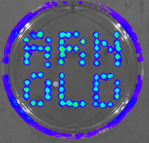 arnold-pattern-plate-1-30-min-1-bin-fw